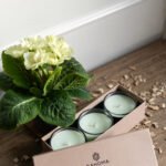 Primrose & Amberwood – Set of 3 Compact Candles in Gift box | Alchemy Collection. Image showing open box with three compact candles in light pastel green colour.