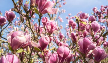 Magnolia & Peony